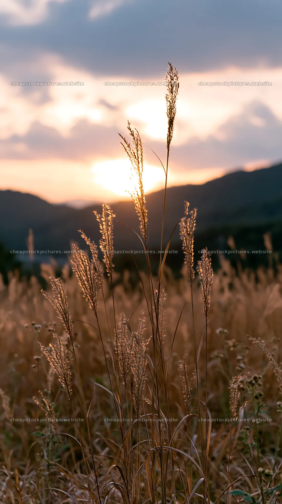 Golden meadow in Okayama with seedheads at sunset – stock pictures 5938x10608