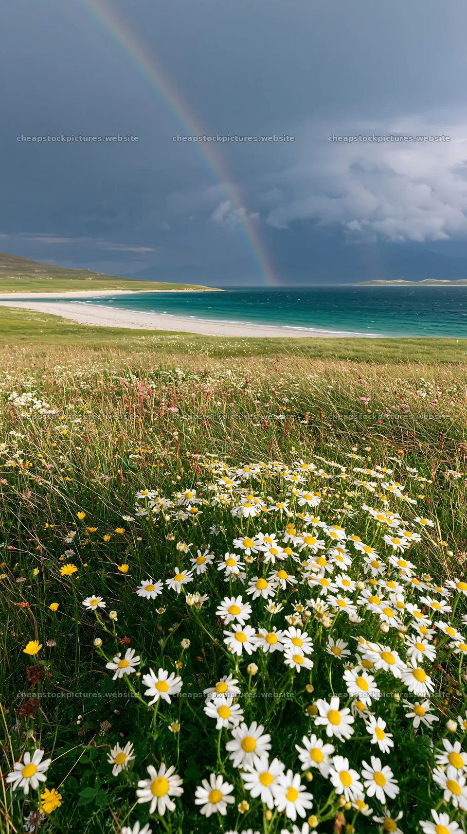 Chamomile meadow for wellness campaign under cloudy skies – stock pictures 5938x10608