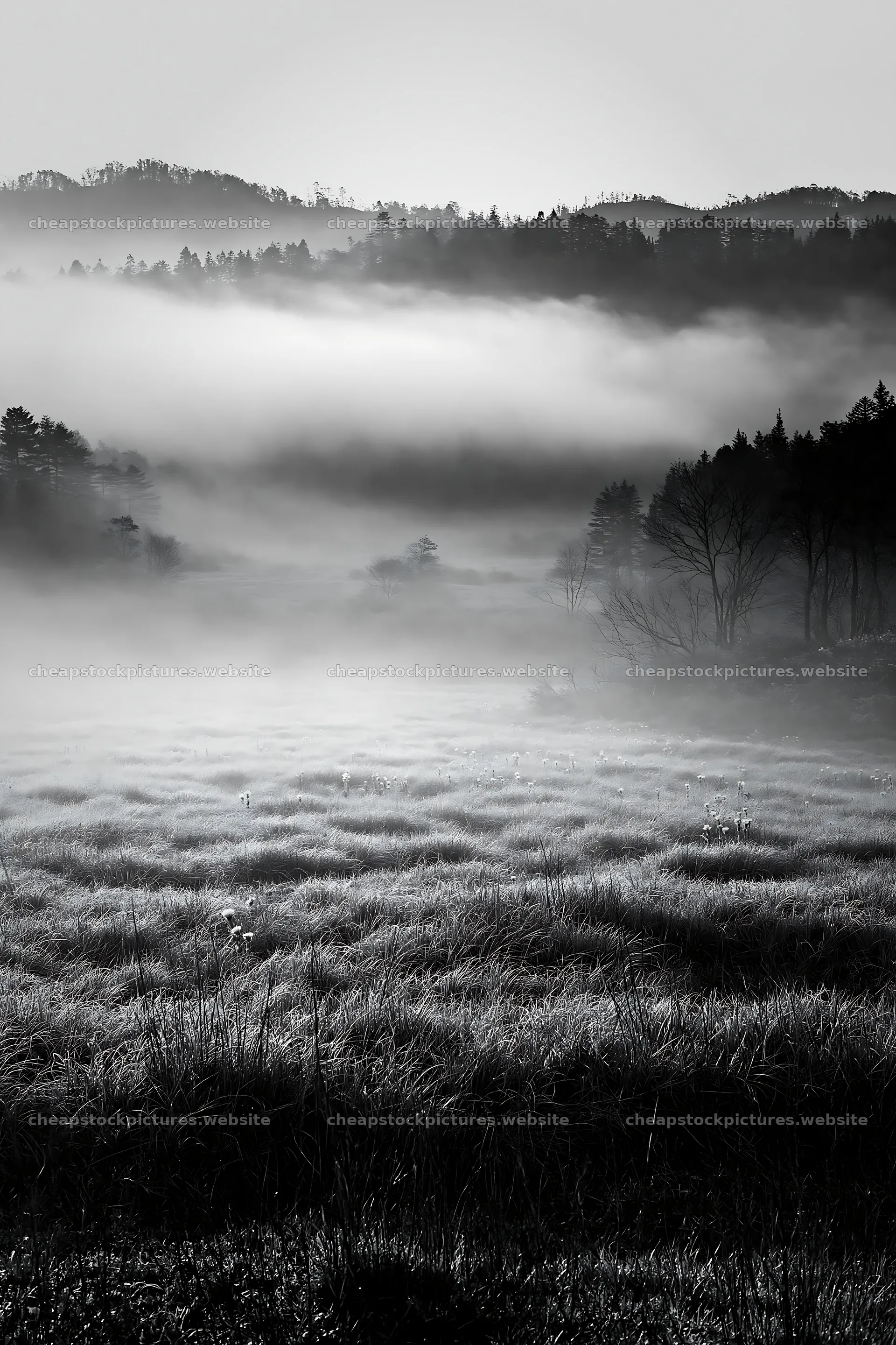 Akita snowmelt meadow with silver grasses in morning fog – stock pictures 6480x9722