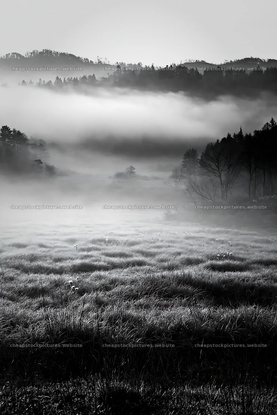 Akita snowmelt meadow with silver grasses in morning fog – stock pictures 6480x9722