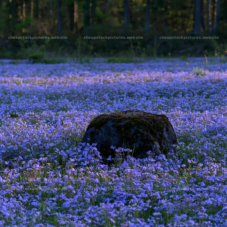 Miyagi spring recovery meadow with mossy stone and flowers – stock pictures 7938x7938