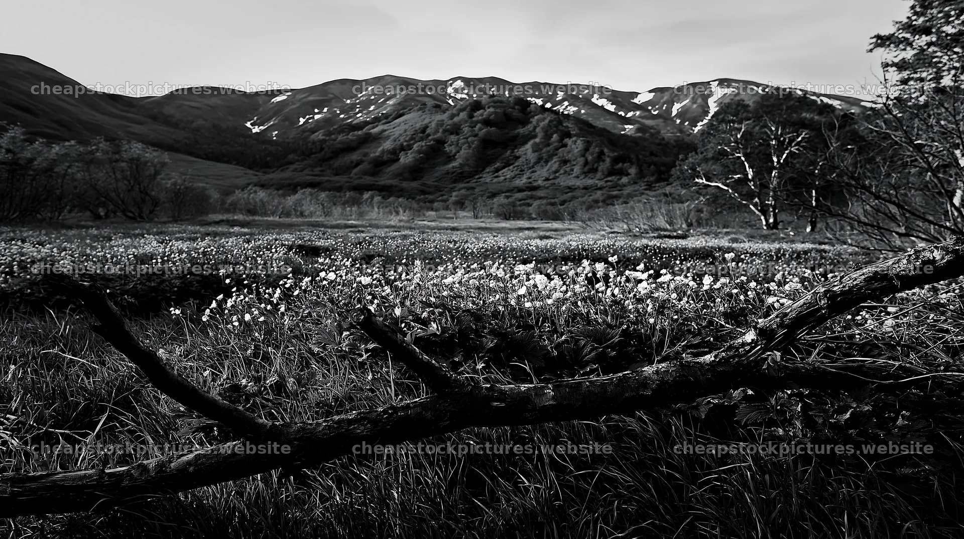 Yamagata rewilded meadow with fallen branch in the foreground – stock pictures 10608x5938