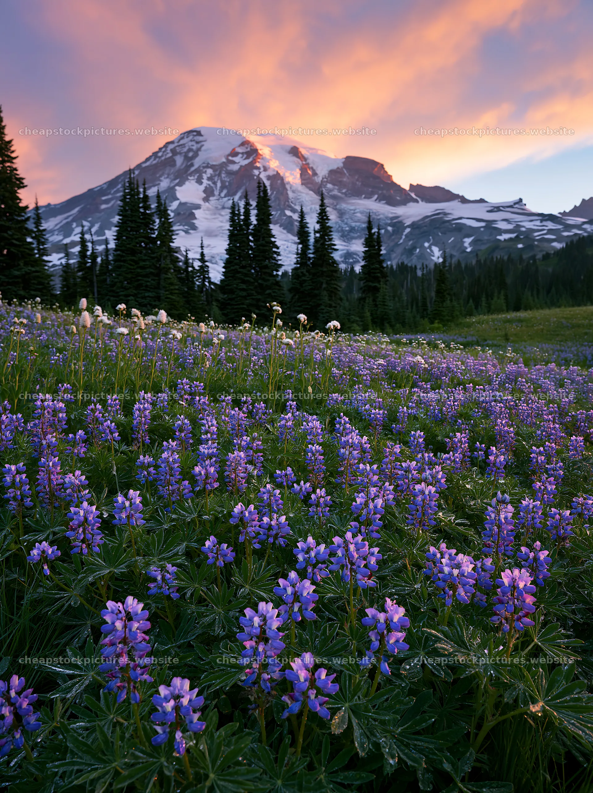 Mount Rainier wildflower meadow during sunrise – stock pictures 6866x9174