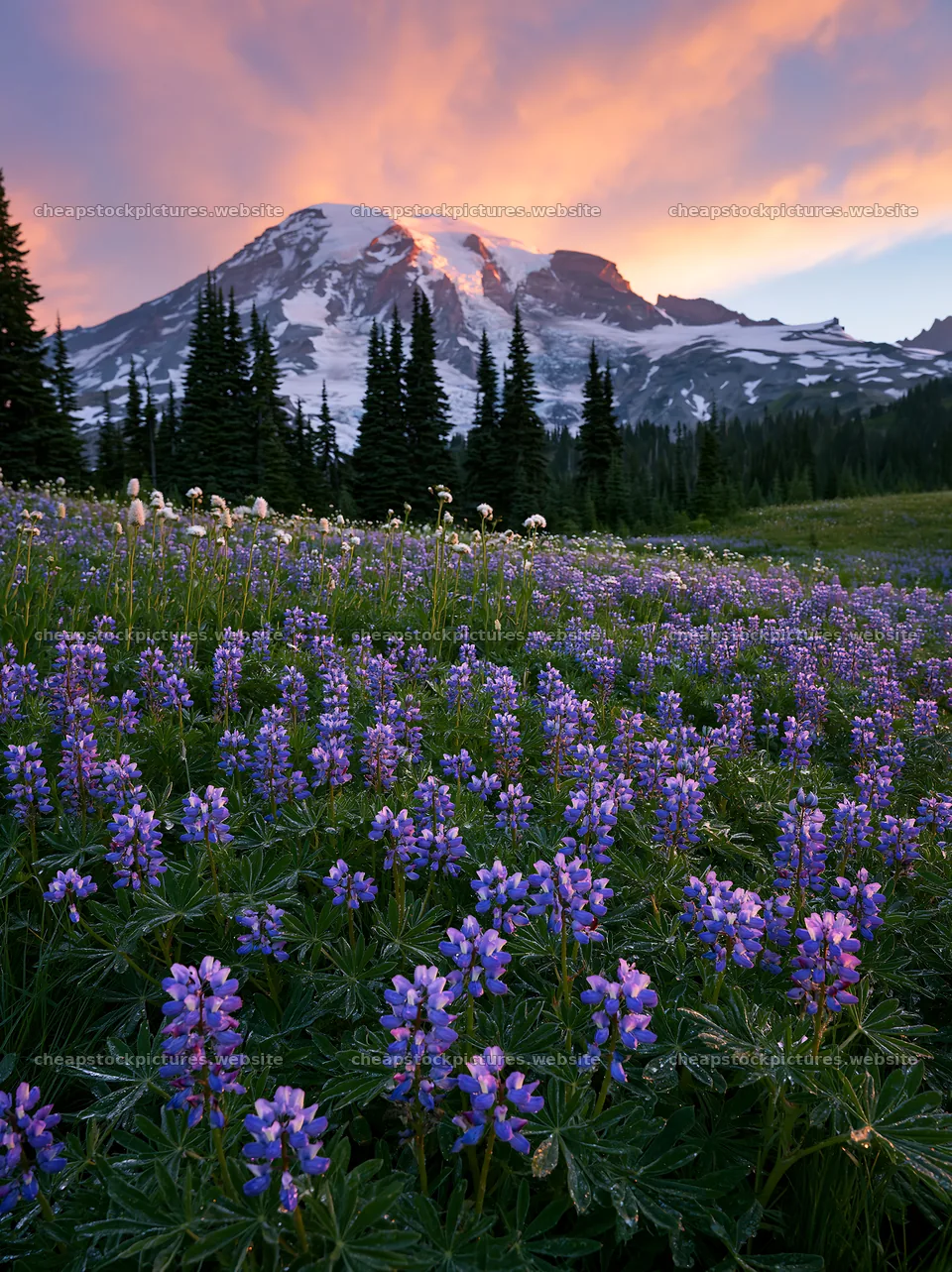Mount Rainier wildflower meadow during sunrise – stock pictures 6866x9174