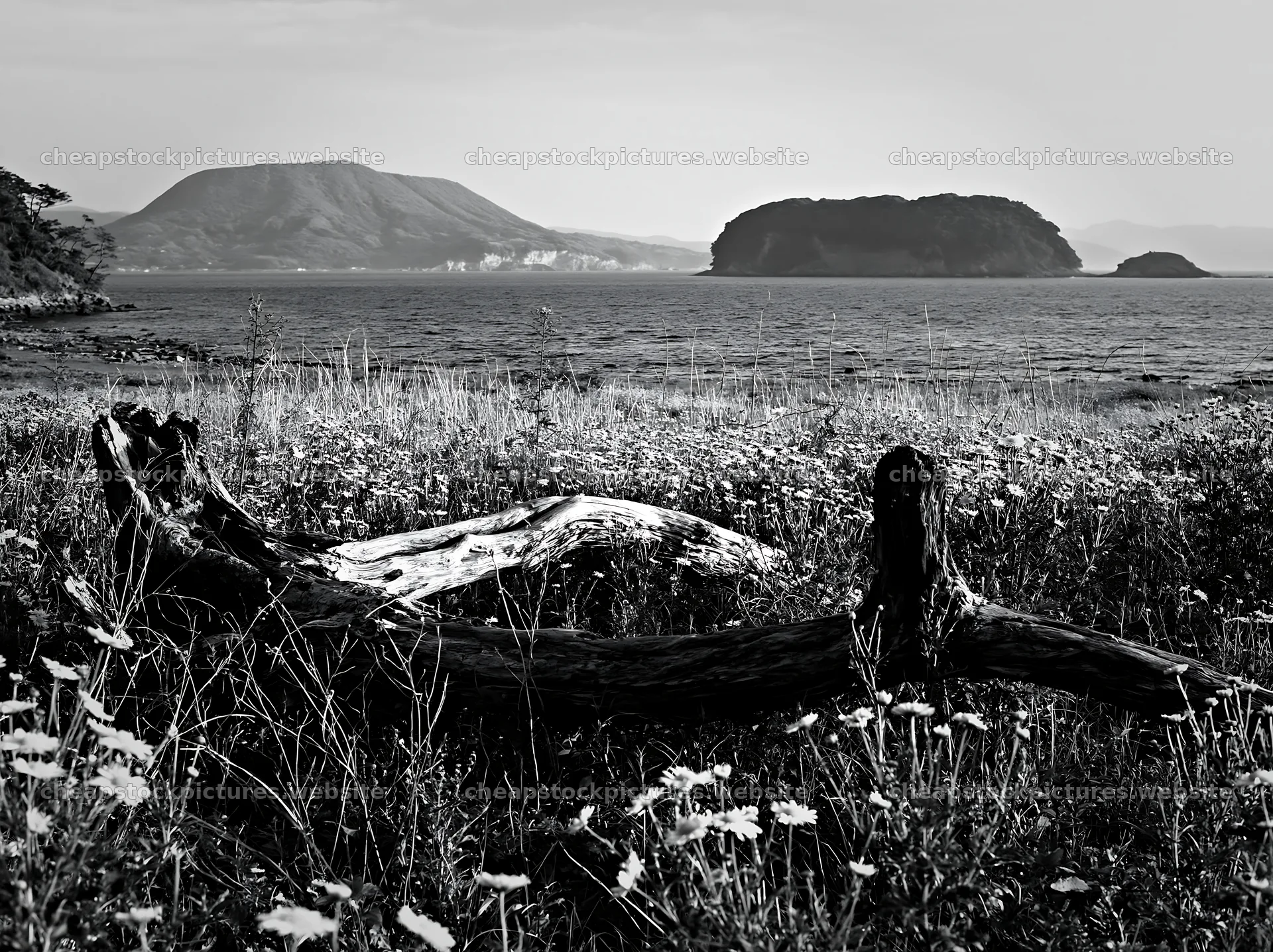 Nagasaki coastal meadow driftwood foreground mood – stock pictures 9174x6866