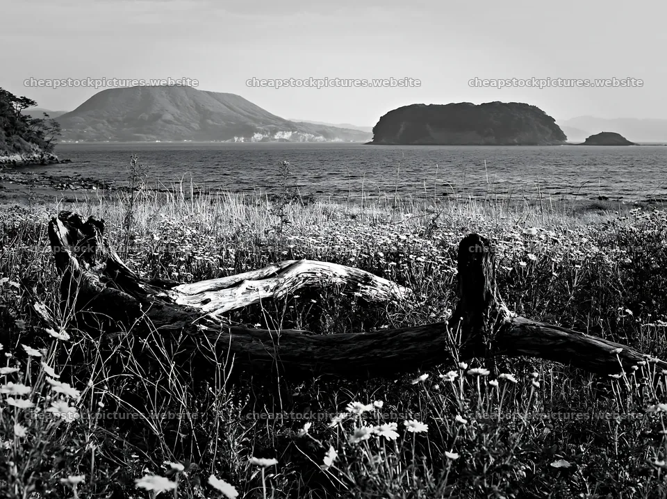 Nagasaki coastal meadow driftwood foreground mood – stock pictures 9174x6866