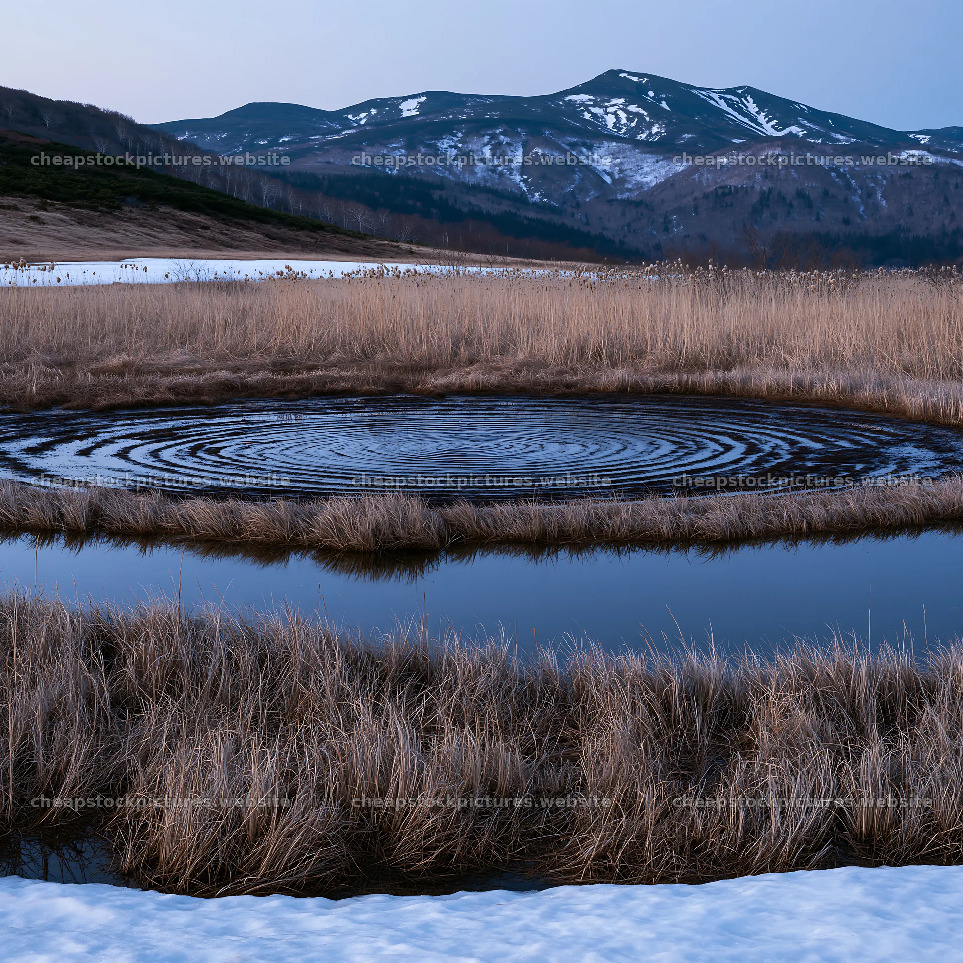 Akita snowmelt meadow with silver grasses in early evening light – stock pictures 7938x7938