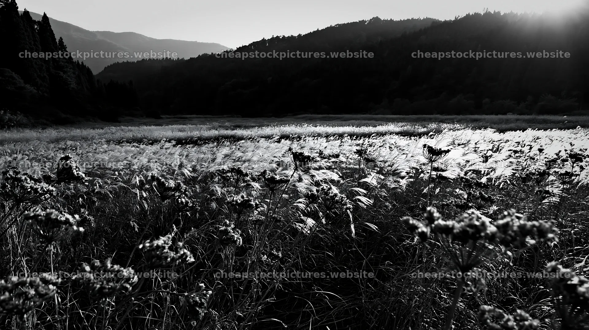 Ehime twilight meadow with dry seedheads during sunset – stock pictures 10608x5938