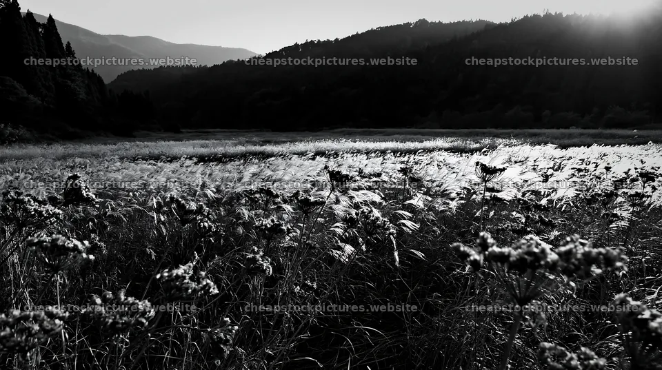 Ehime twilight meadow with dry seedheads during sunset – stock pictures 10608x5938
