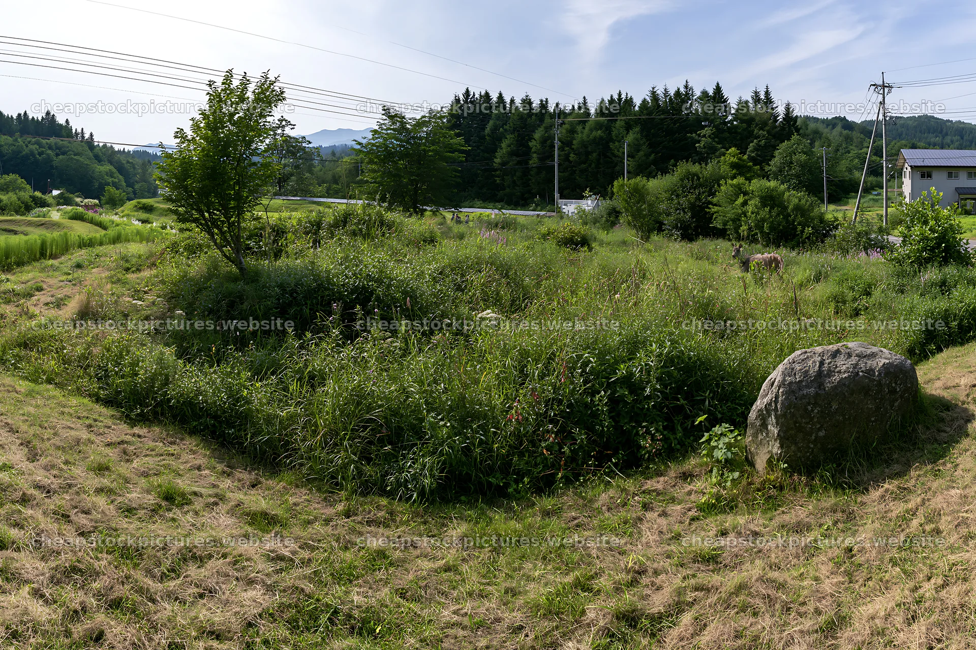 Aomori climate resilient meadow with boulder – stock pictures 9722x6480