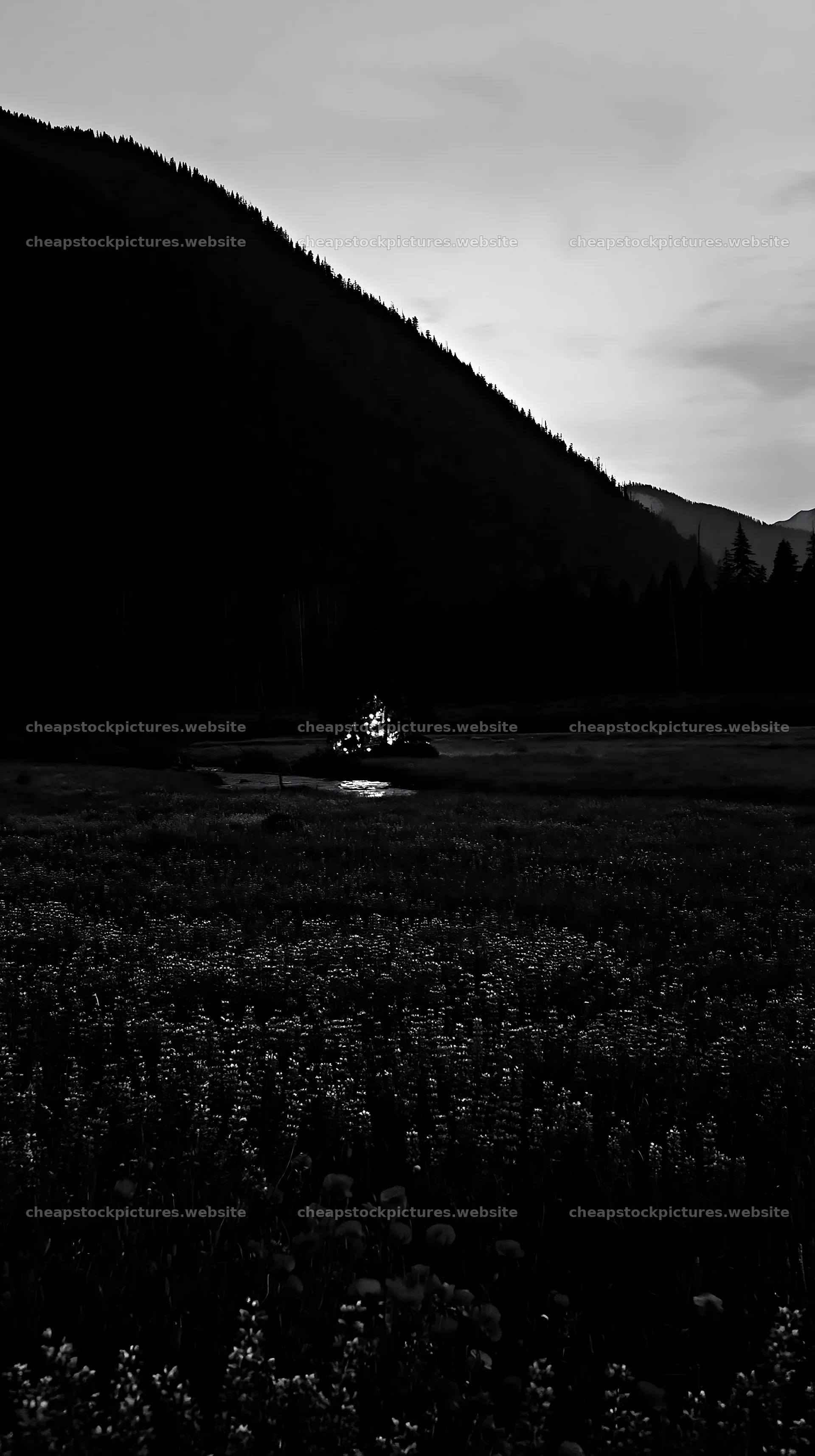 Christmas tree at dusk beside stream in meadow – stock pictures 5938x10608