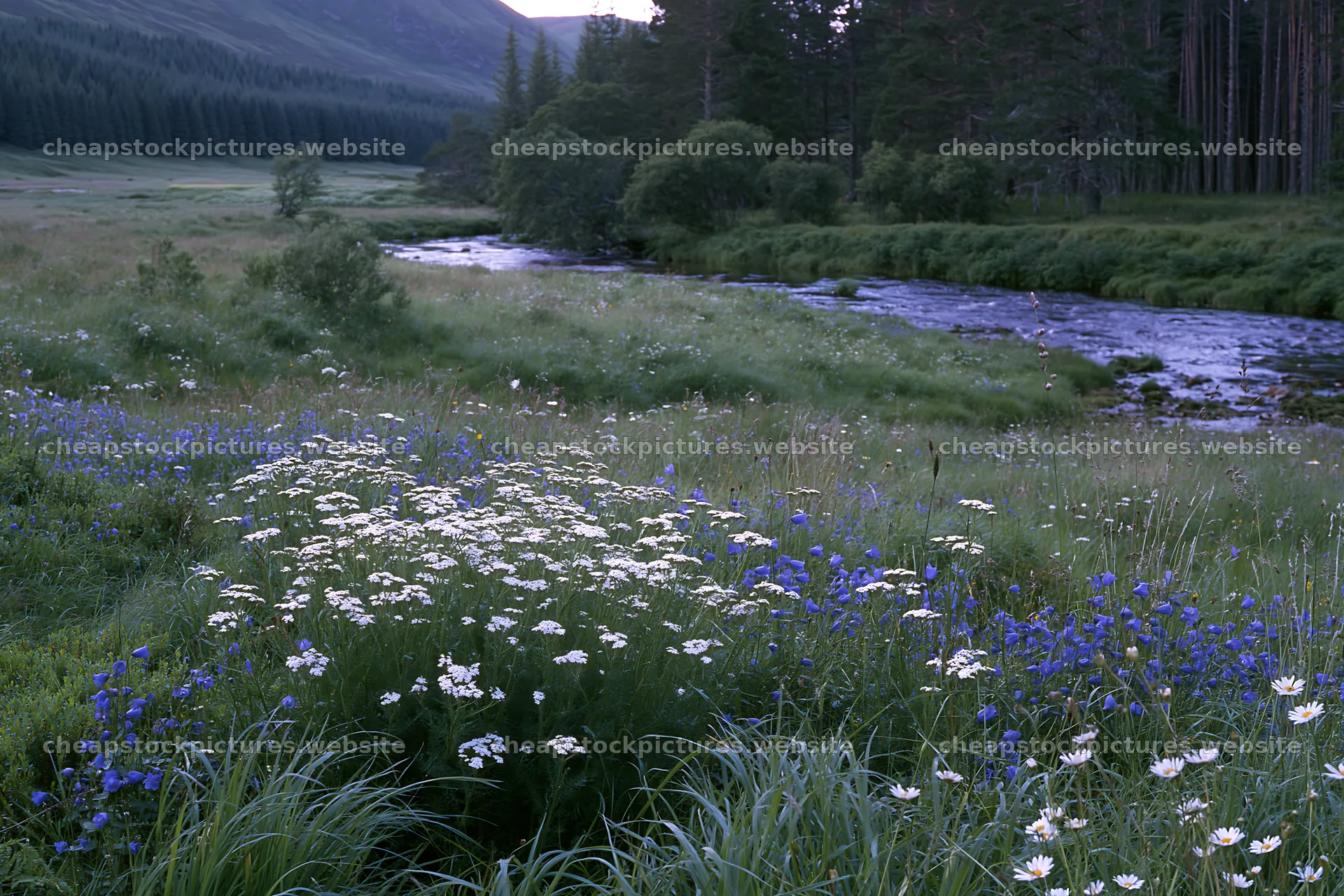 Woodland meadow flowers border beside stream in quiet area – stock pictures 9722x6480