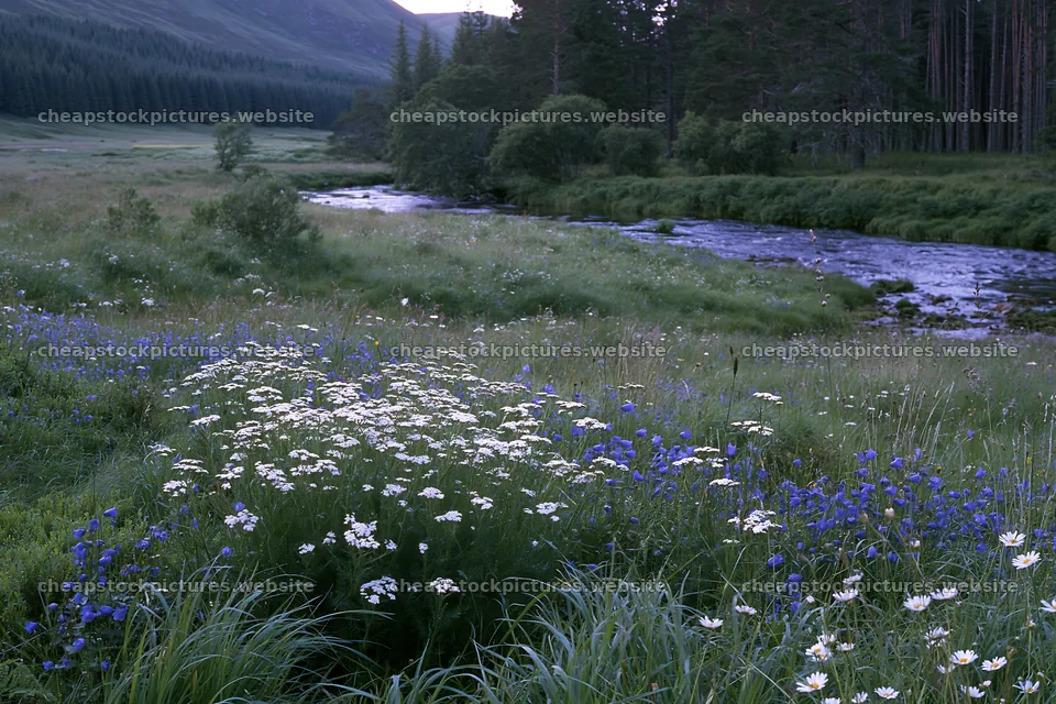 Woodland meadow flowers border beside stream in quiet area – stock pictures 9722x6480
