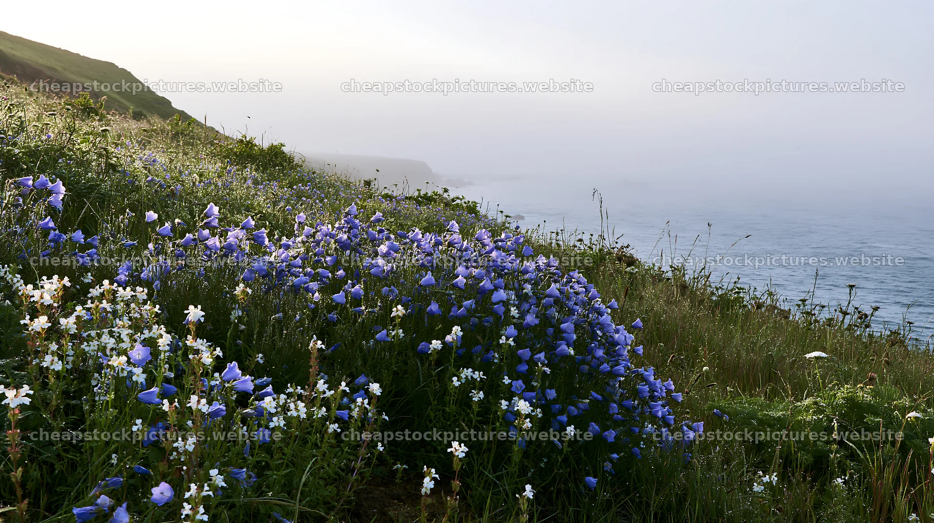 Coastal cliff meadow with flowers near the ocean – stock pictures 10608x5938