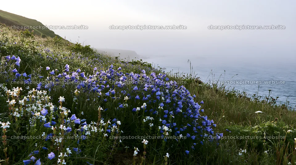 Coastal cliff meadow with flowers near the ocean – stock pictures 10608x5938