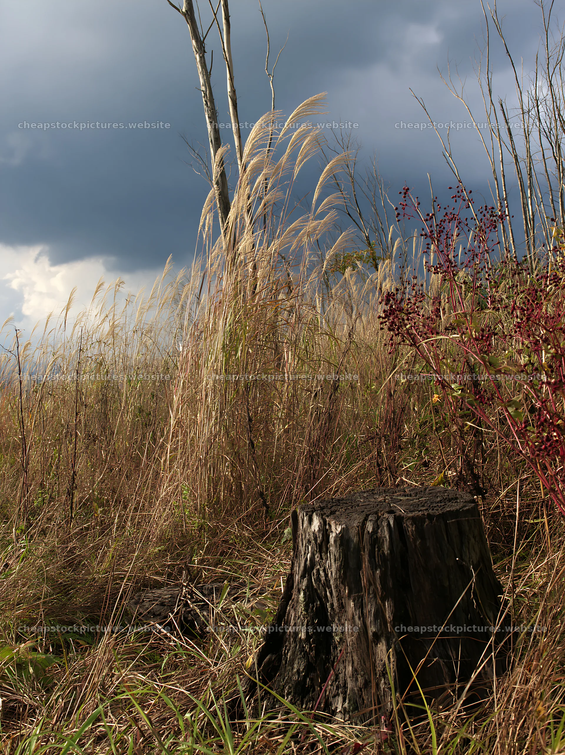 Fukushima native meadow with weathered stump – stock pictures 6866x9174
