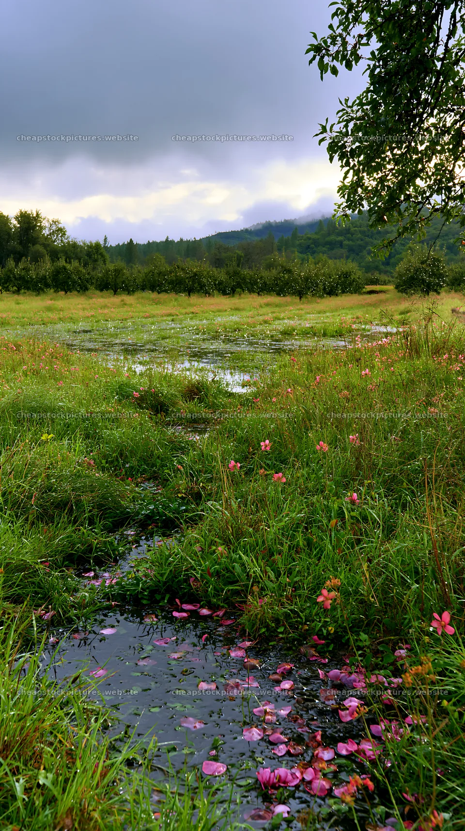 Lakeside orchard meadow with flowers and water pooling – stock pictures 5938x10608