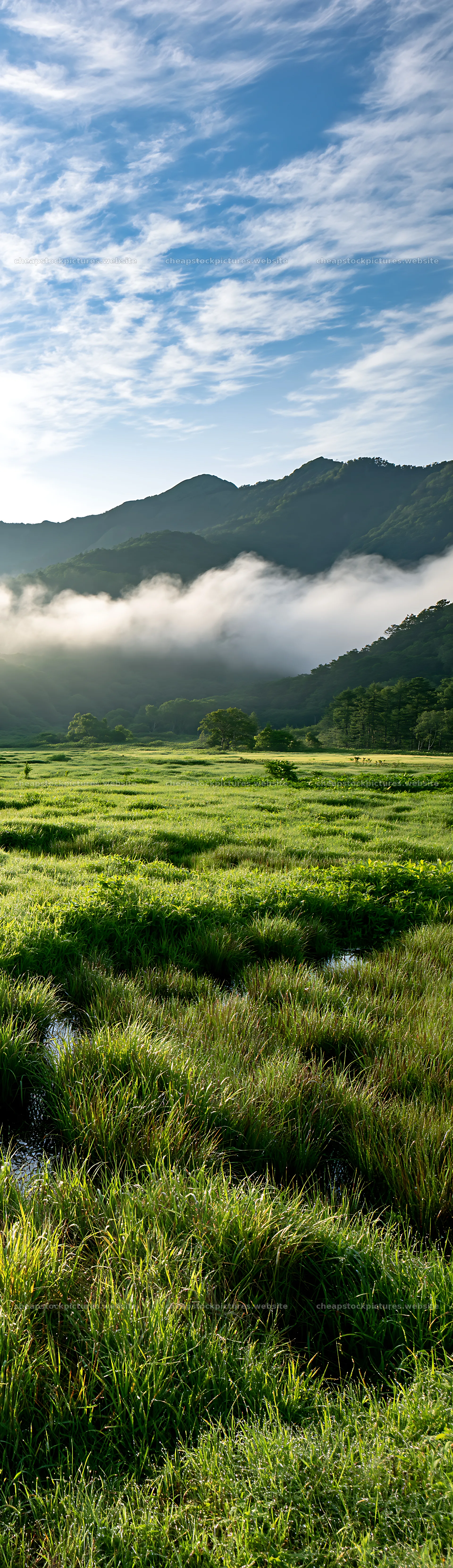 Expansive Hokkaido restoration meadow with dewdrops – stock pictures 4268x14762