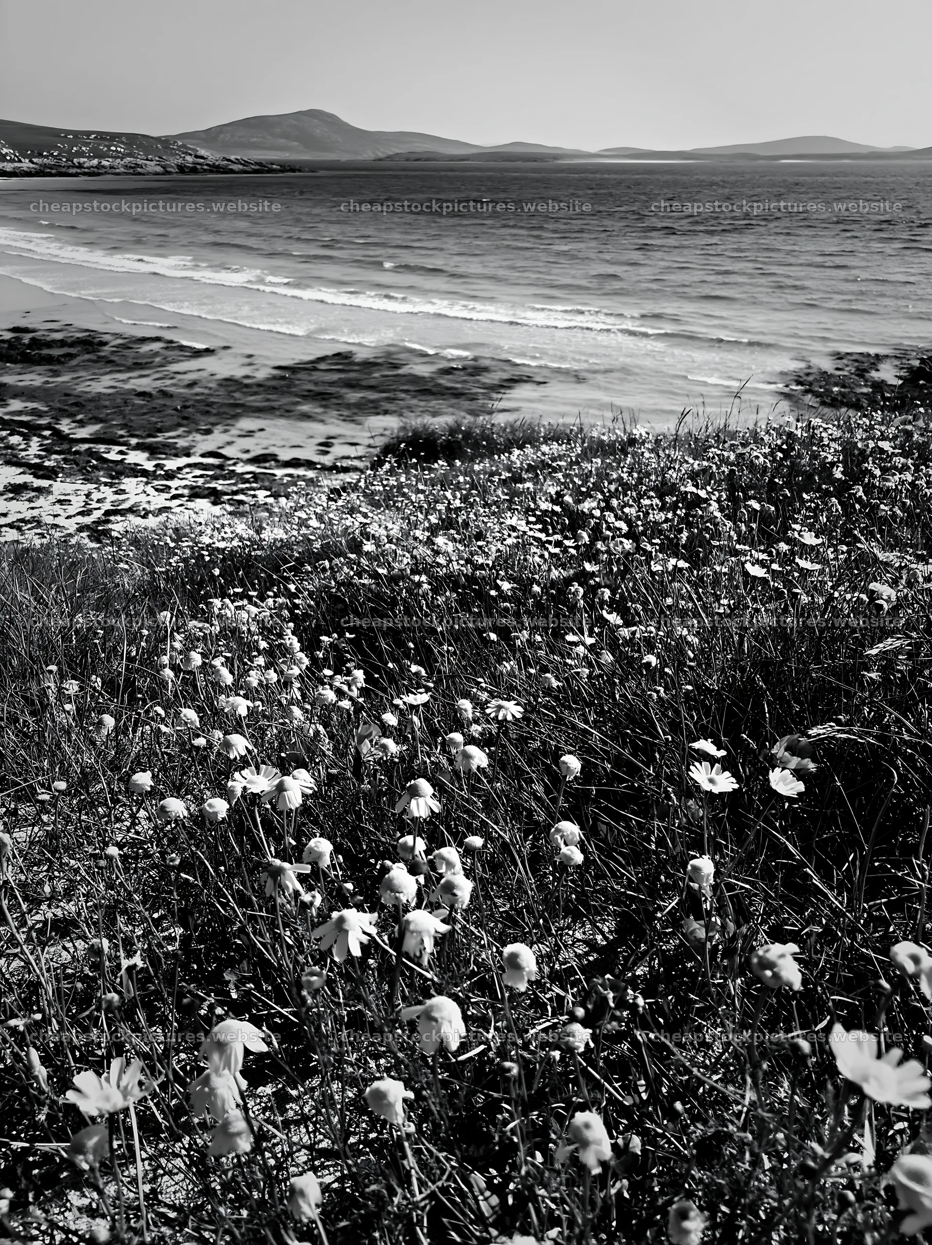 Machair beach meadow with flowers by the coastline – stock pictures 6866x9174