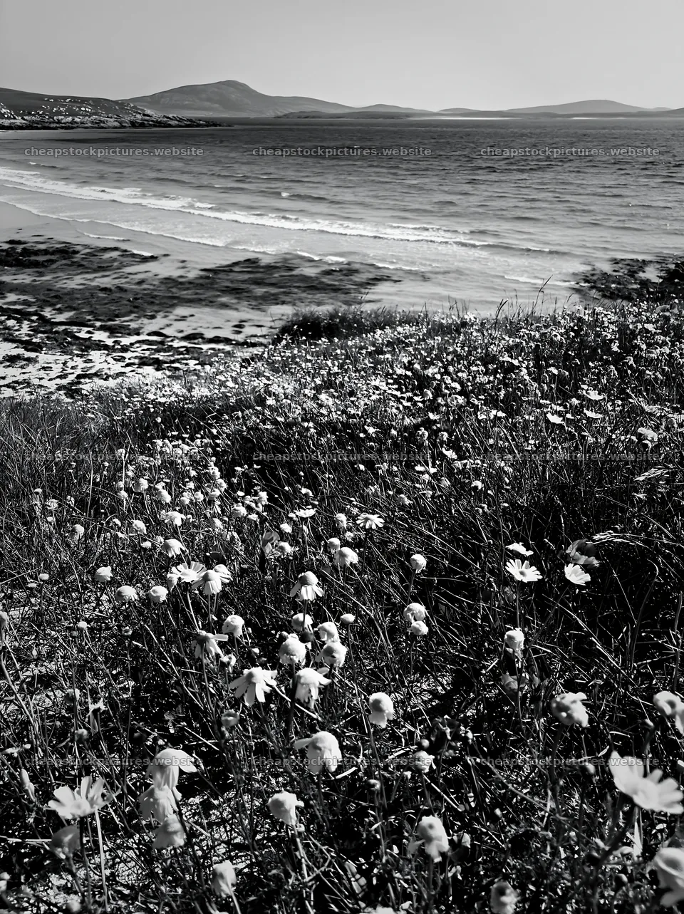 Machair beach meadow with flowers by the coastline – stock pictures 6866x9174