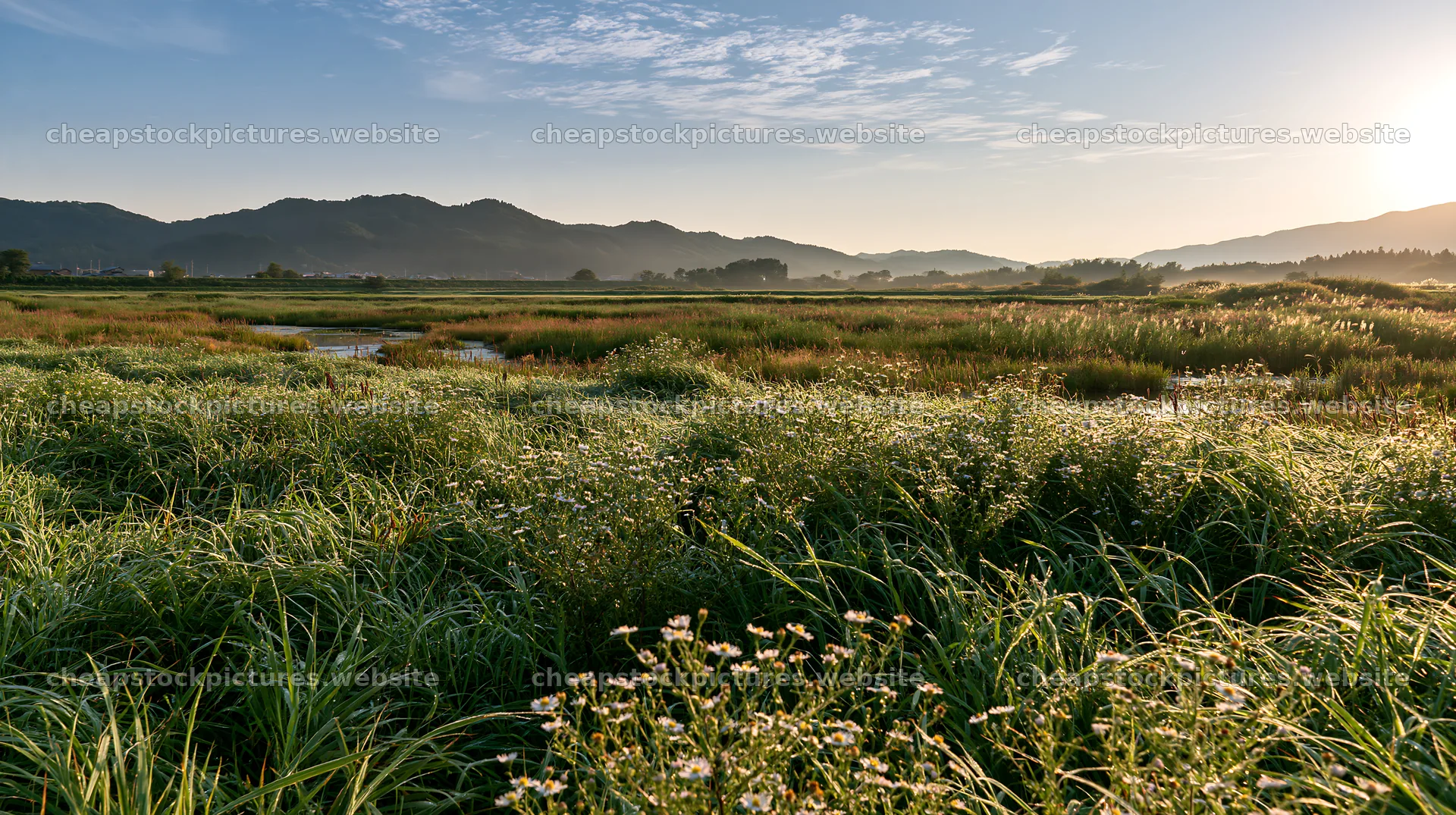 Niigata floodplain restoration meadow dew foreground – stock pictures 10608x5938