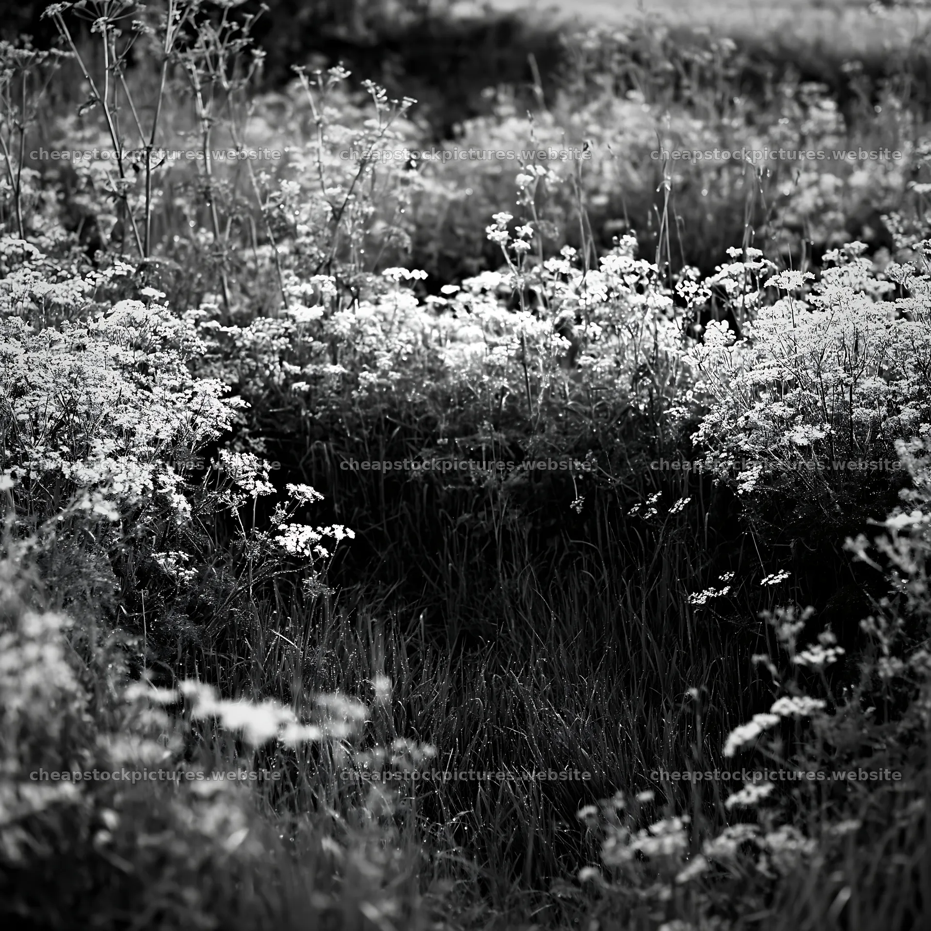 Cow parsley meadow with a natural path through the flowers – stock pictures 7938x7938