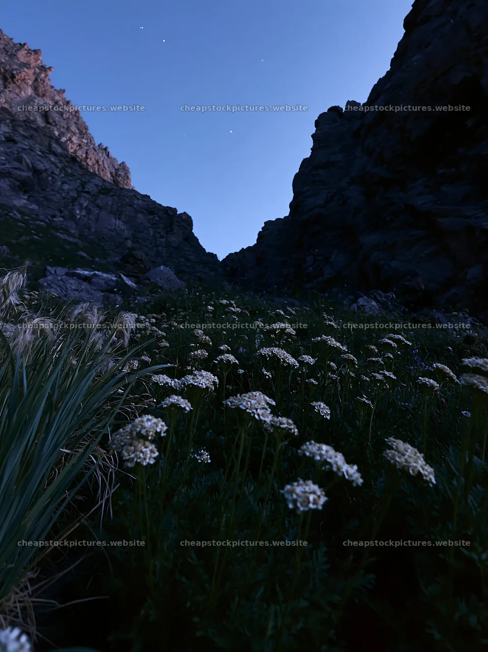 Twilight meadow filled with yarrow flowers in a mountain valley – stock pictures 6866x9174