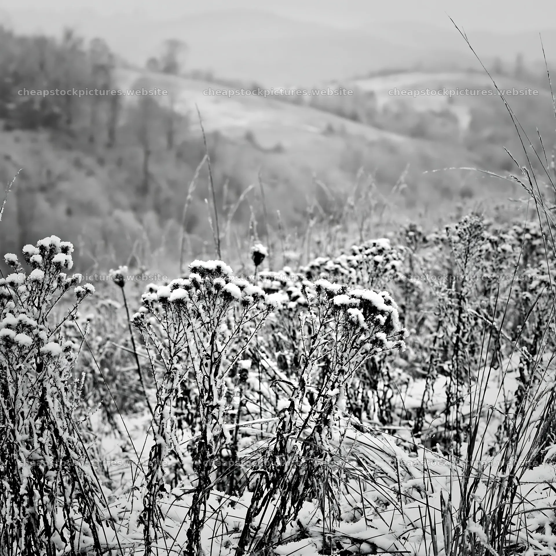 Snowy foothill meadow with frosted plants and distant hills – stock pictures 7938x7938