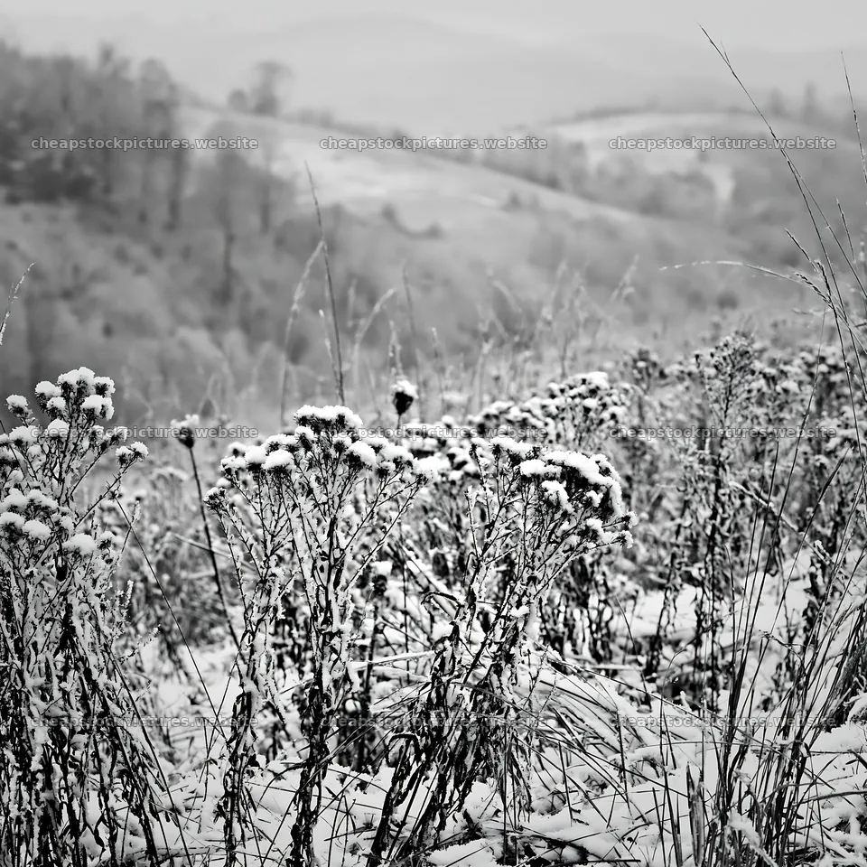 Snowy foothill meadow with frosted plants and distant hills – stock pictures 7938x7938