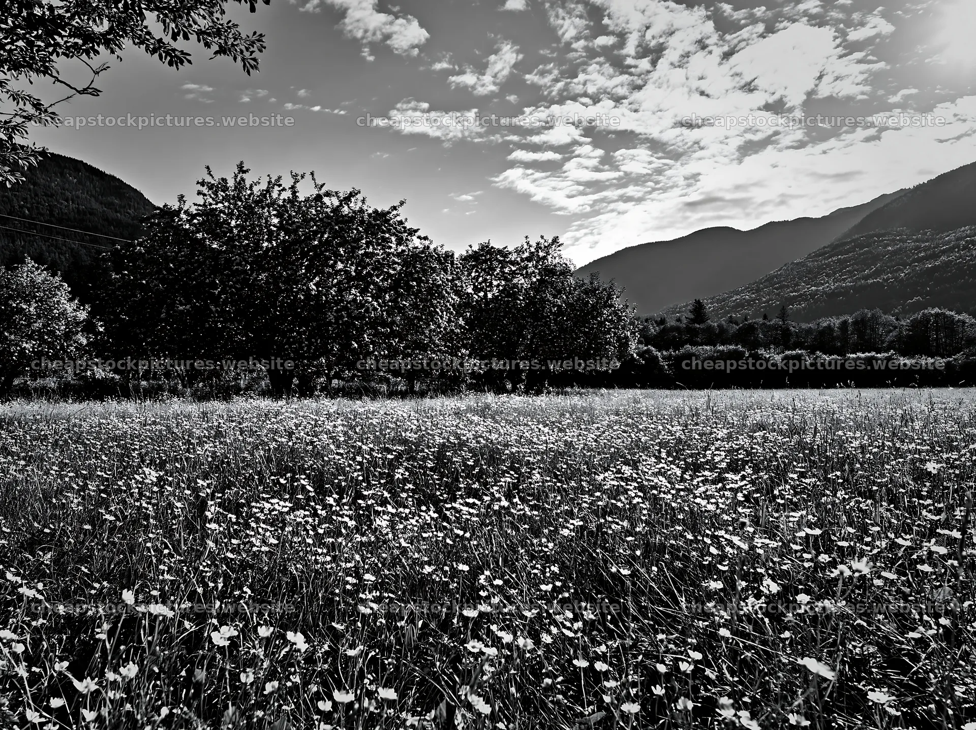 Valley apple meadow with trees and mountains under cloudy sky – stock pictures 9174x6866