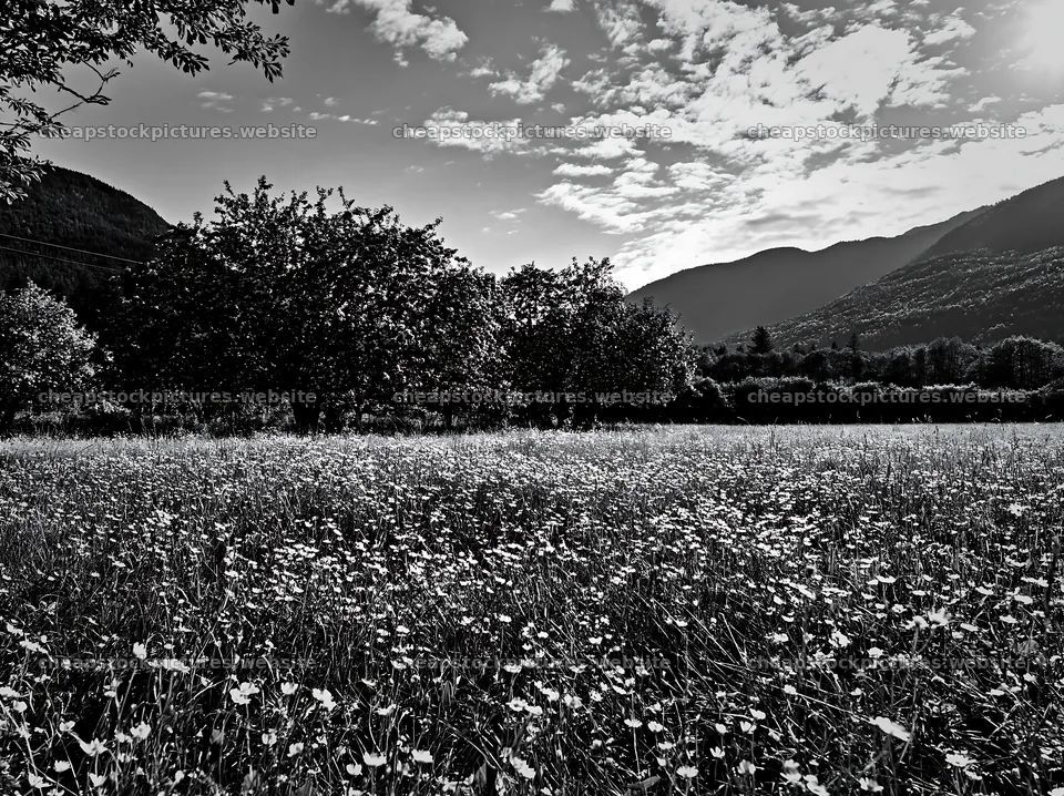 Valley apple meadow with trees and mountains under cloudy sky – stock pictures 9174x6866