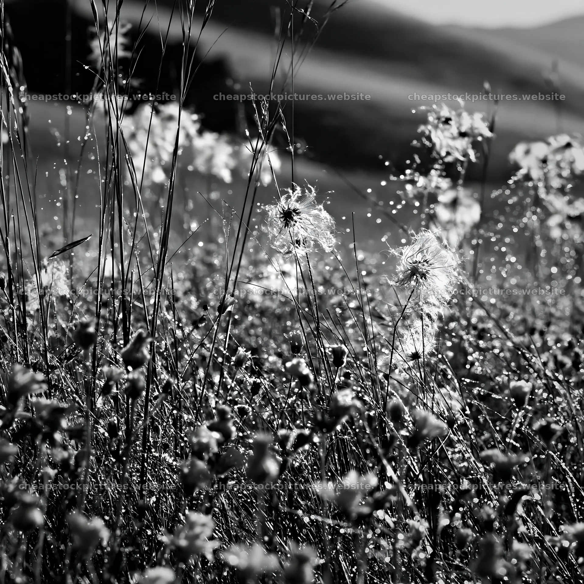 Morning dew on meadow grass – stock pictures 7938x7938