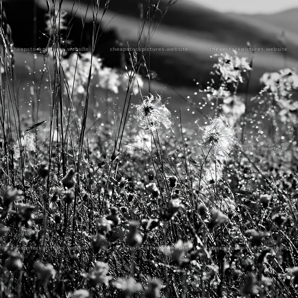 Morning dew on meadow grass – stock pictures 7938x7938