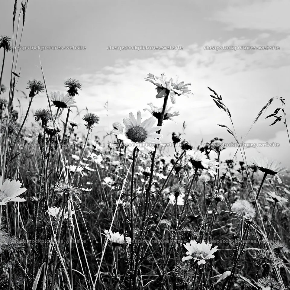 Seedhead meadow under cloudy sky – stock pictures 7938x7938