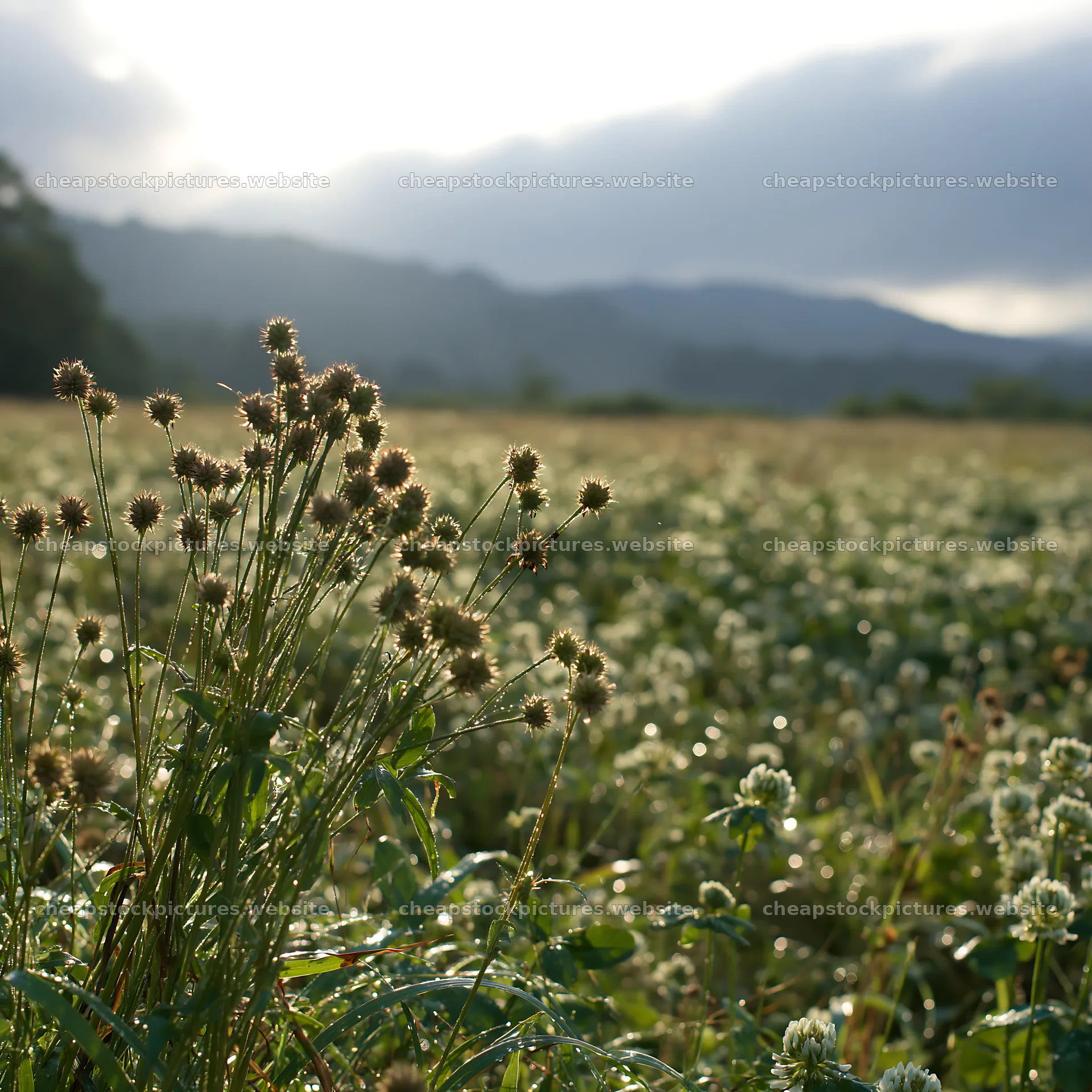 Iwate rain refreshed meadow seedhead foreground – stock pictures 7938x7938