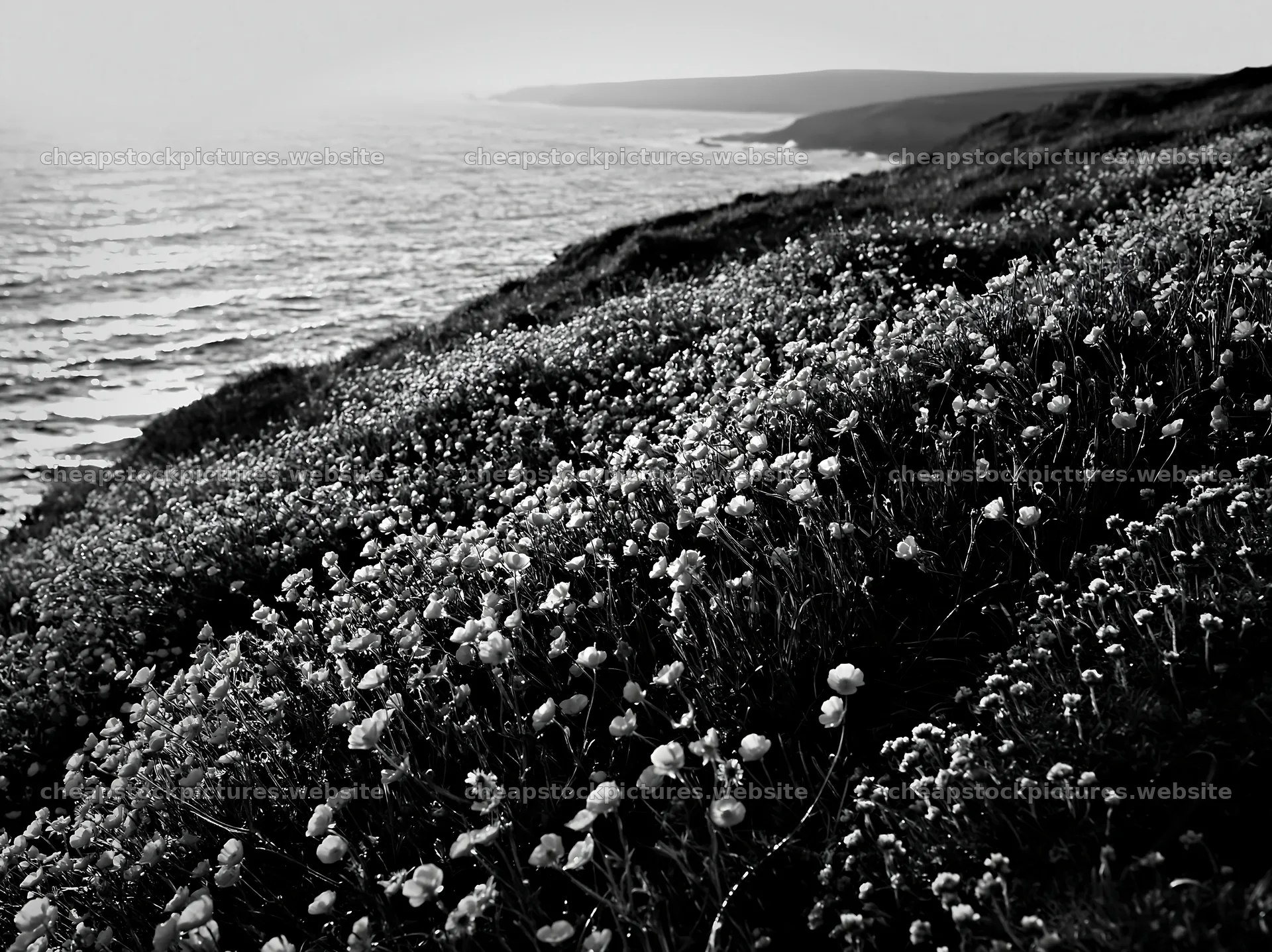 Buttercup meadow overlooking the ocean at the coastline – stock pictures 9174x6866