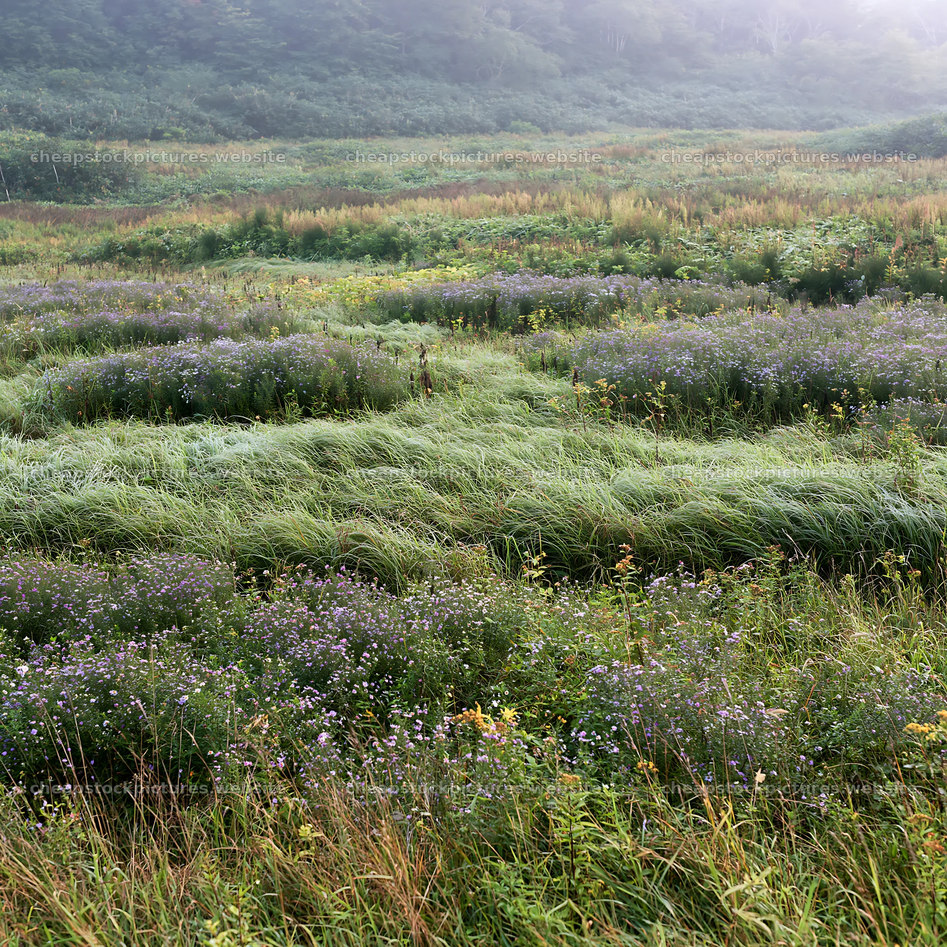 Expansive Hokkaido restoration meadow with dewdrops – stock pictures 7938x7938