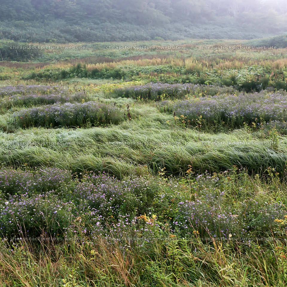 Expansive Hokkaido restoration meadow with dewdrops – stock pictures 7938x7938