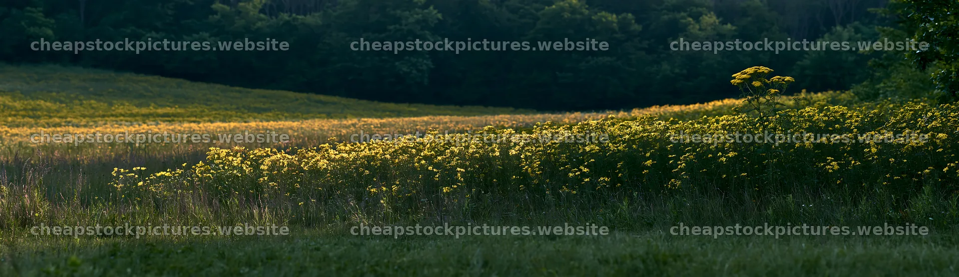 Hungarian meadow with wildflowers along wooded valley – stock pictures 14762x4268
