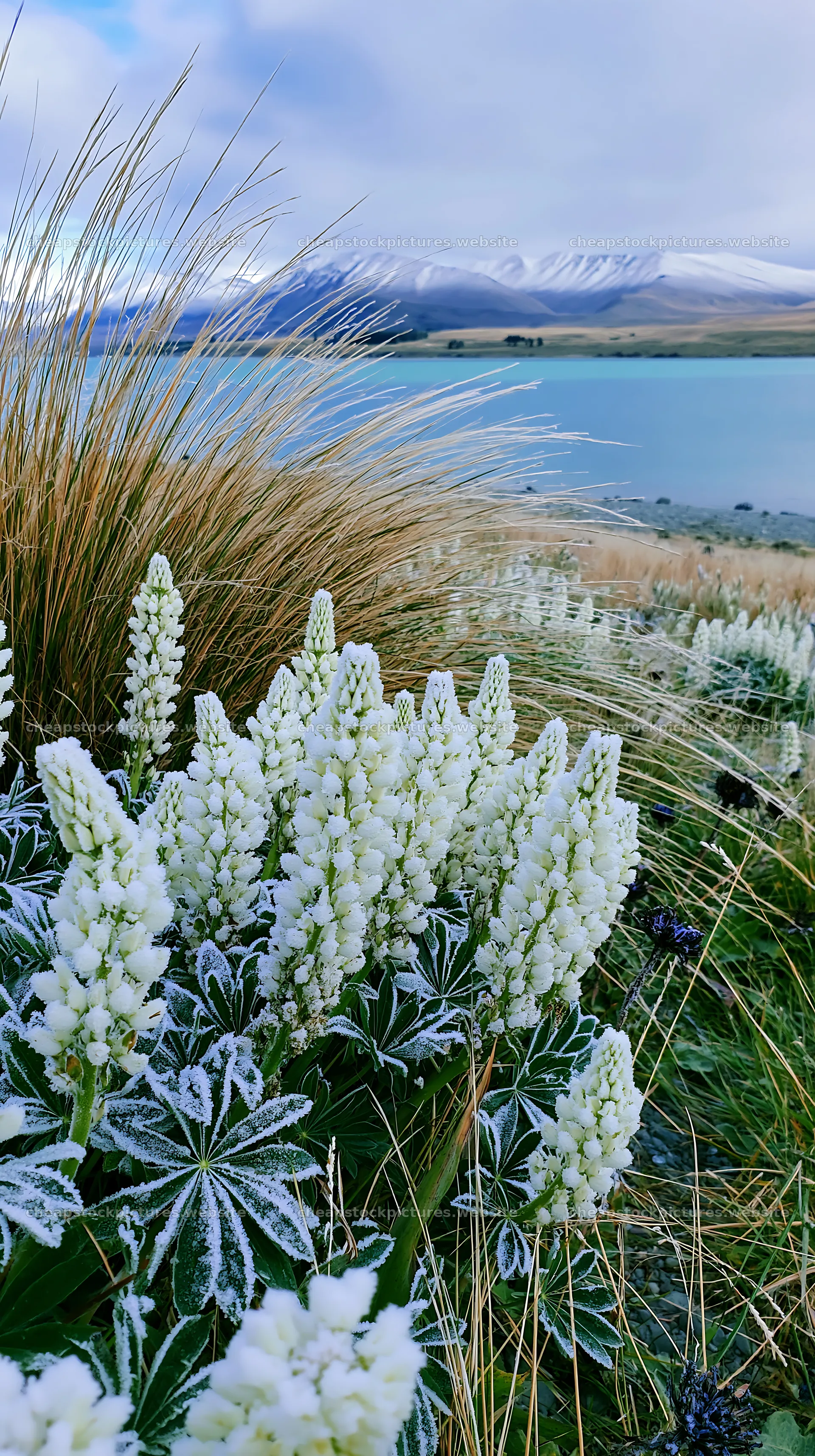 Lake Tekapo meadow snowy alps show white flowers and grass – stock pictures 5938x10608
