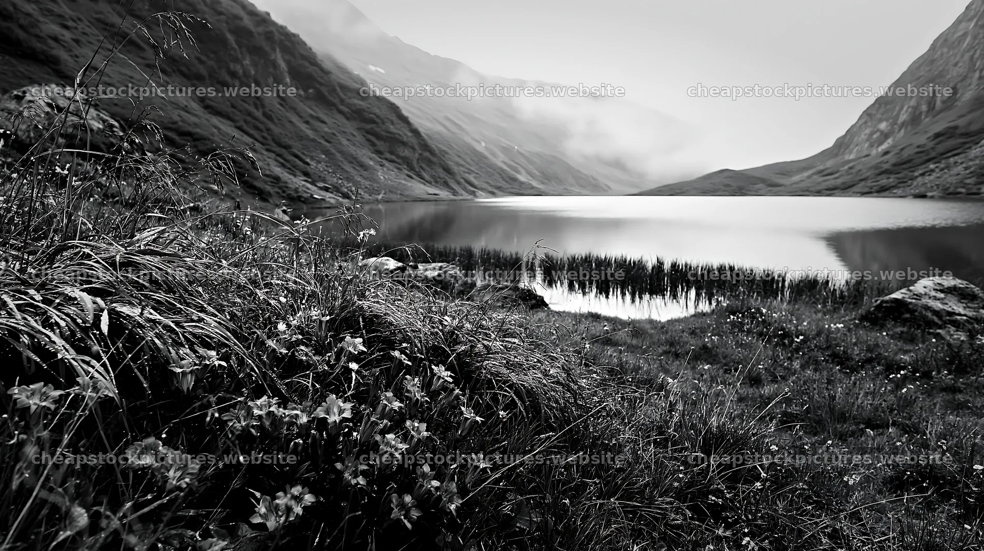 Swiss meadow beside alpine lake with fog and plants – stock pictures 10608x5938