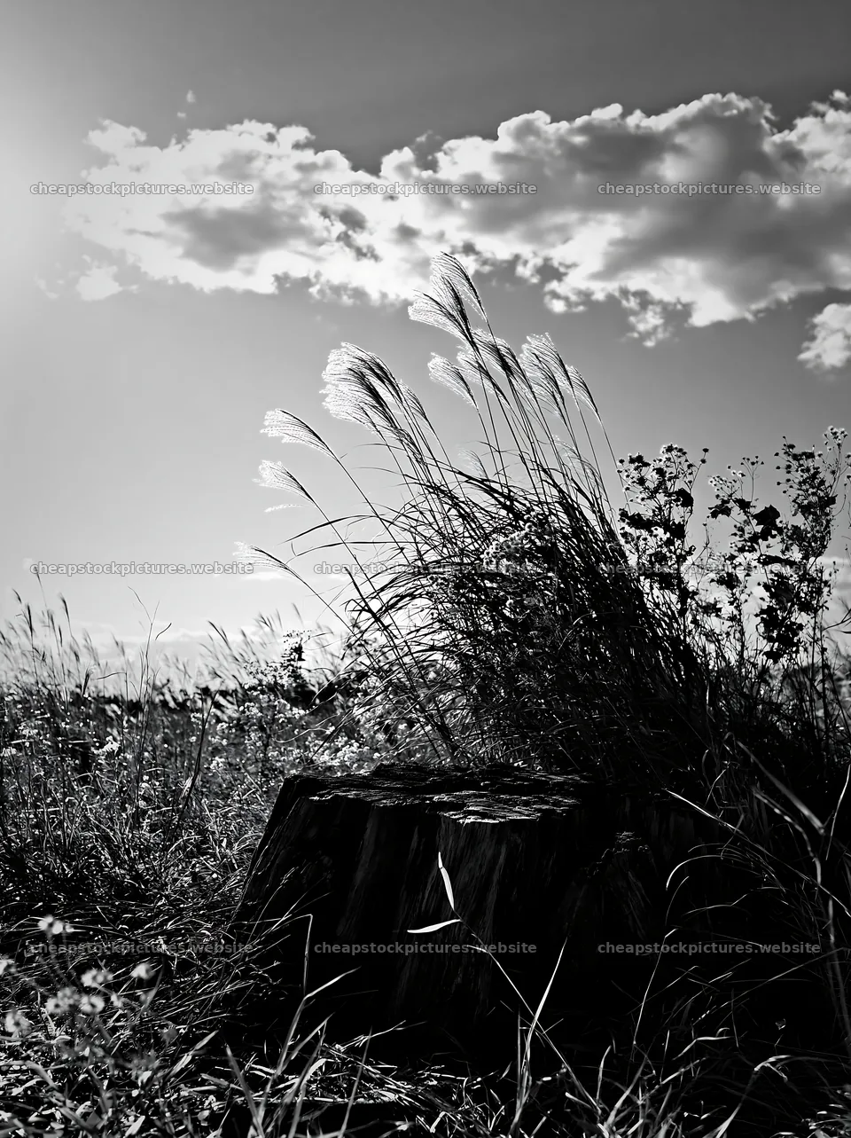 Fukushima native meadow with weathered stump under blue sky – stock pictures 6866x9174