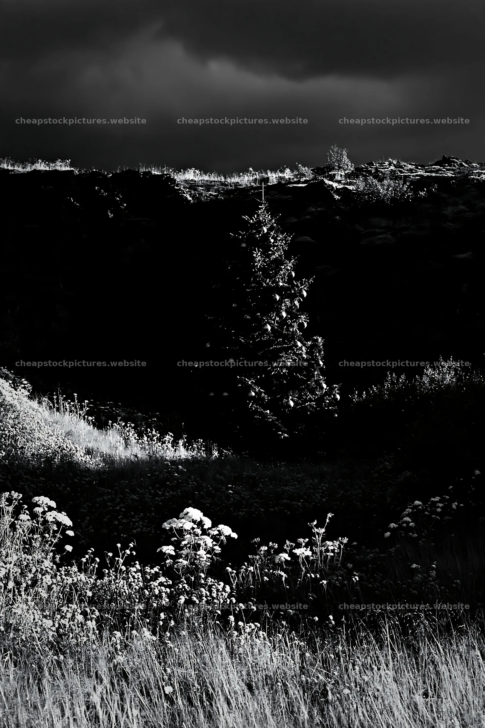 Christmas tree stands alone in meadow by cave – stock pictures 6480x9722