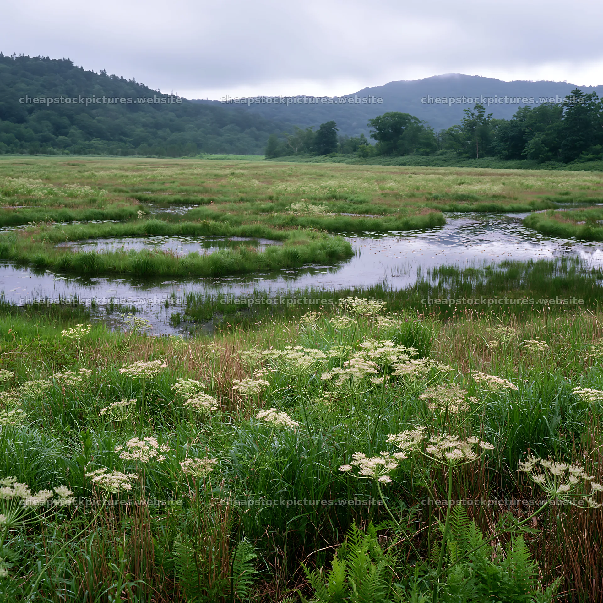 Iwate rain refreshed meadow seedhead foreground – stock pictures 7938x7938