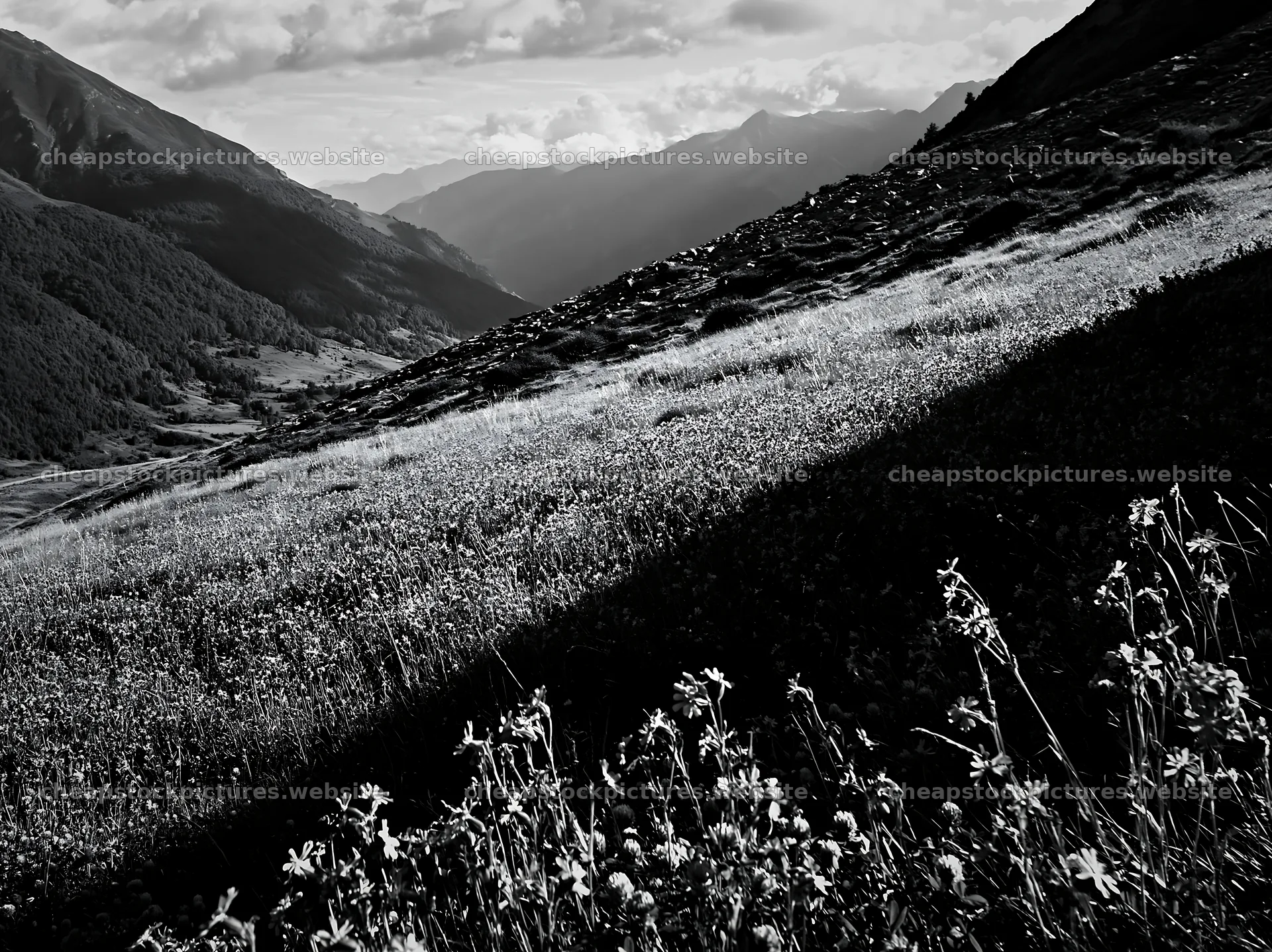 Meadow with campion flowers in a black and white landscape – stock pictures 9174x6866