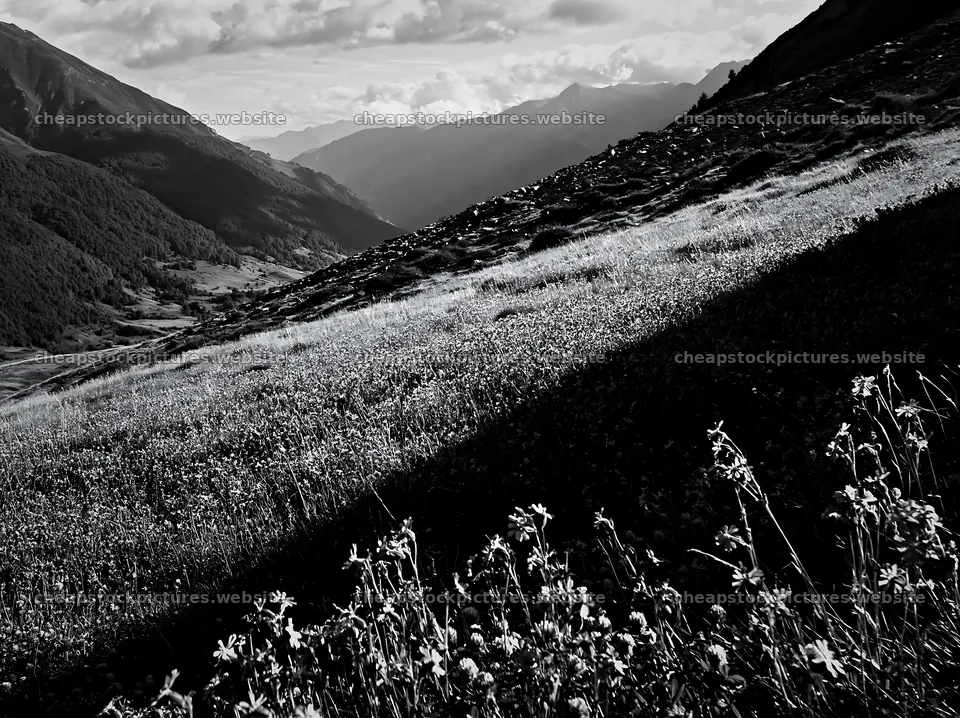 Meadow with campion flowers in a black and white landscape – stock pictures 9174x6866