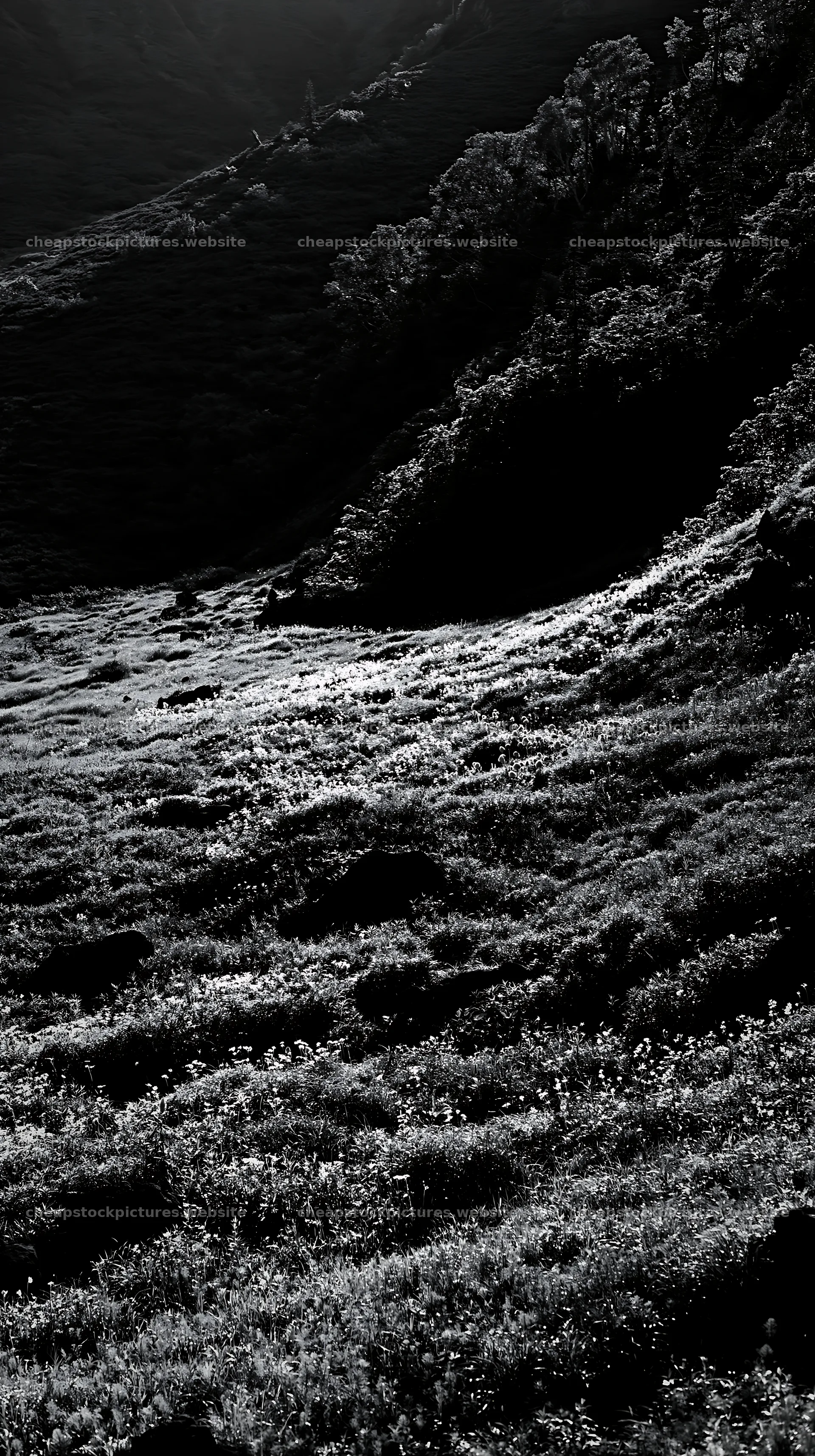 Yamanashi meadow with basalt stones in black and white – stock pictures 5938x10608