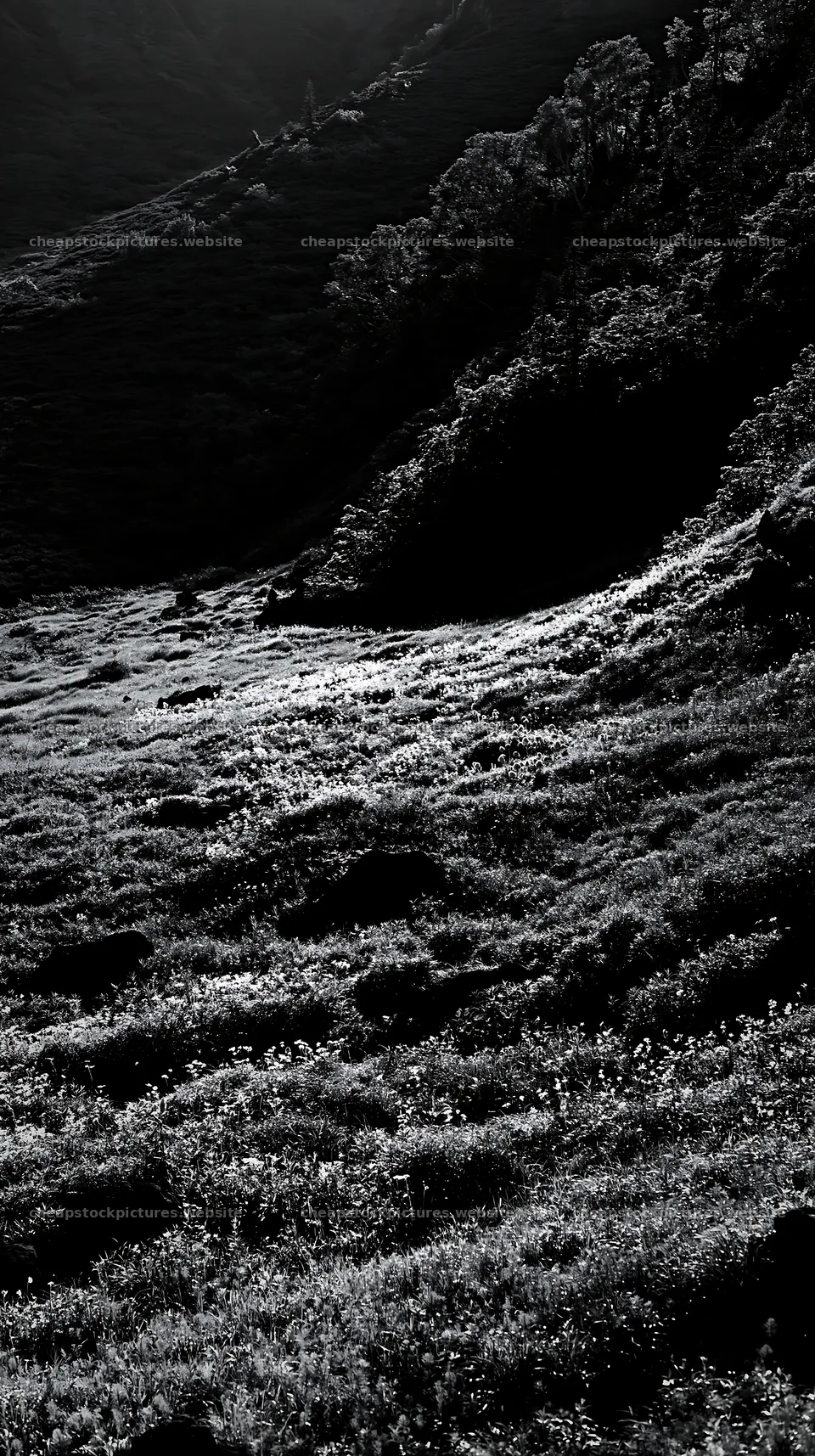 Yamanashi meadow with basalt stones in black and white – stock pictures 5938x10608