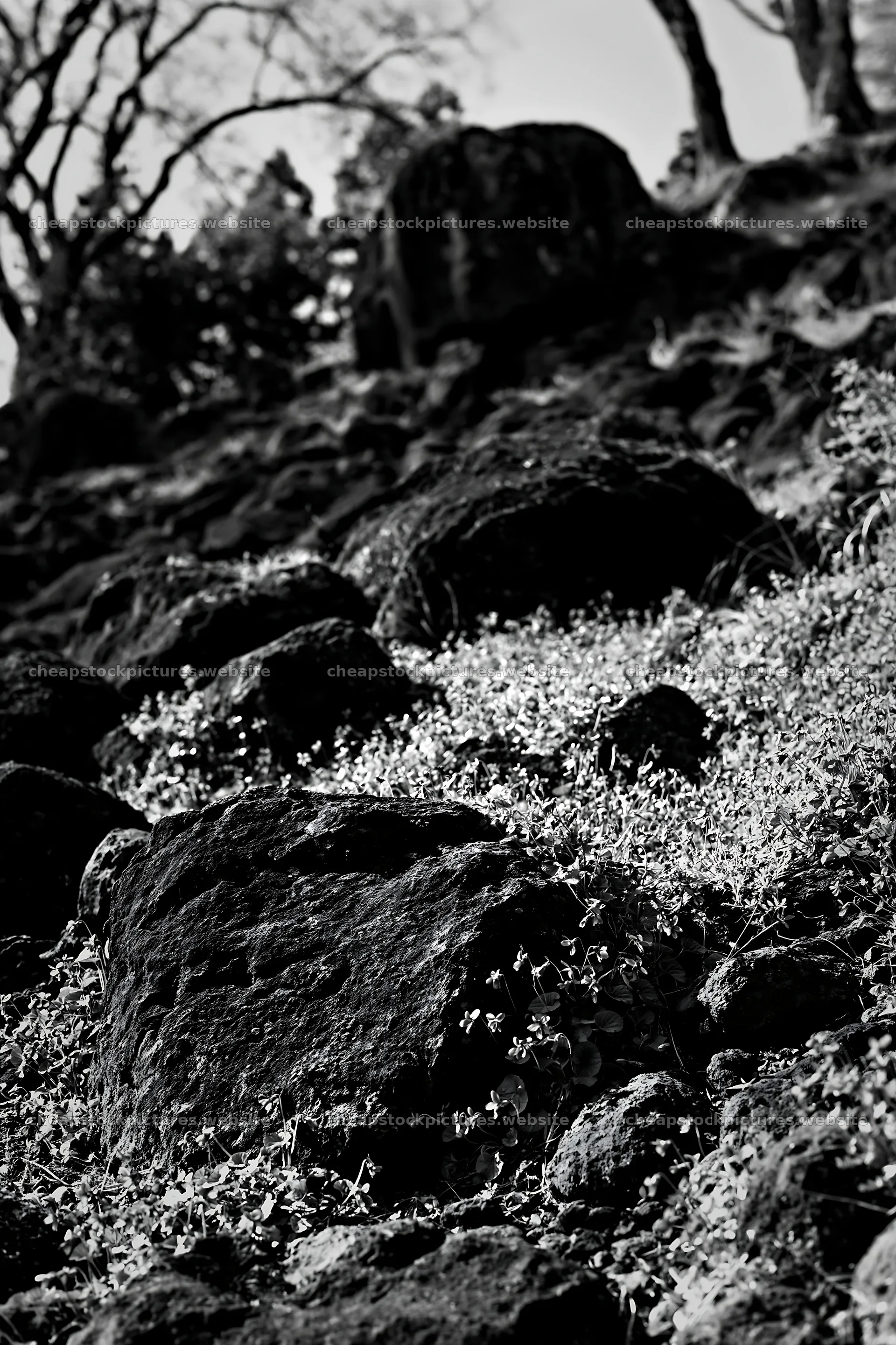 Yamanashi meadow with basalt stones and wildflowers – stock pictures 6480x9722