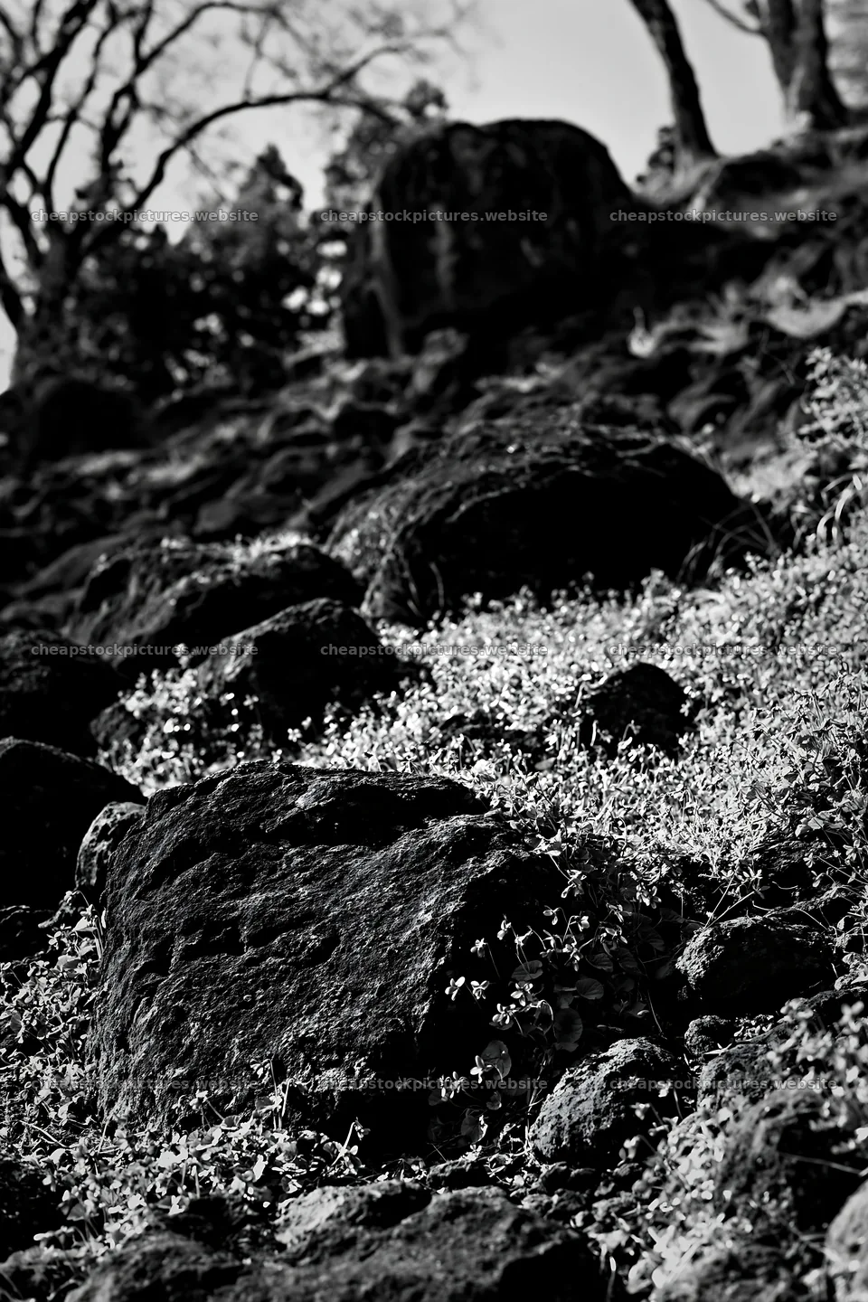 Yamanashi meadow with basalt stones and wildflowers – stock pictures 6480x9722